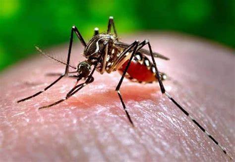 EPIDEMIA DA DENGUE AVANÇA E PREOCUPA MUNDIALMENTE