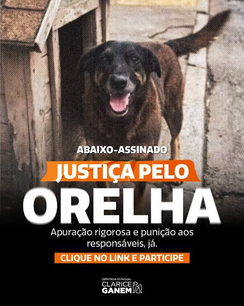 CASO DOS CÃES COMUNITÁRIOS ORELHA  E ABACATE REVELAM SELVAGERIA CONTRA  ANIMAIS