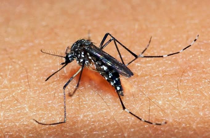 Dengue continua sendo grande ameaça à saúde da população brasileira. Aumento de casos da doença assusta