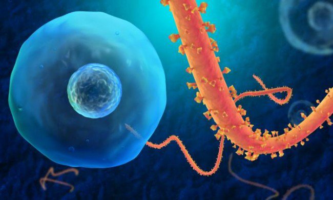 Ebola chega aos Estados Unidos