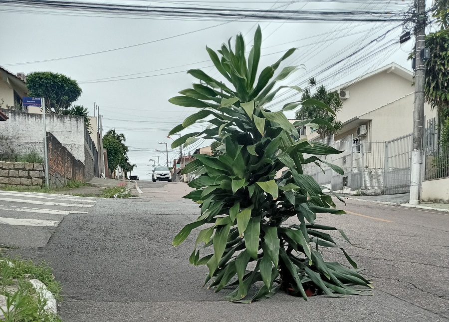 Em São José (SC), arbusto é usado como sinalização num buraco em rua movimentada