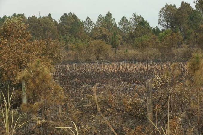 Parque da Serra do Tabuleiro em chamas. Queimadas podem  ultrapassar 600 hectares