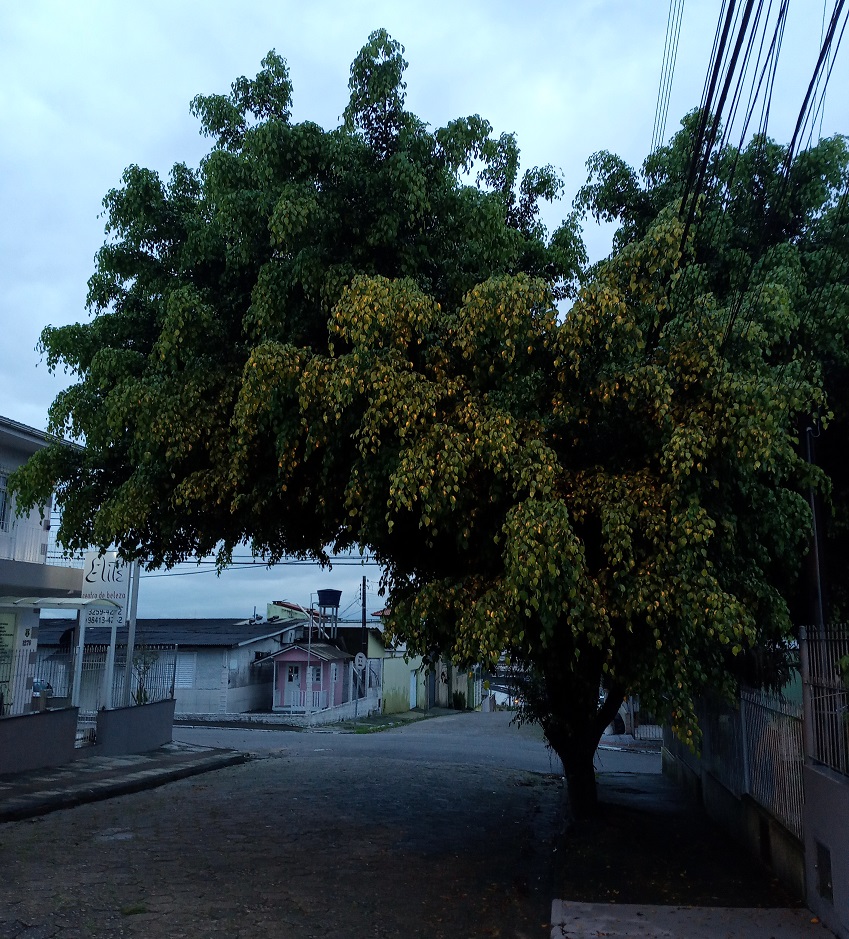  Arborizar faz bem, mas com cuidados !