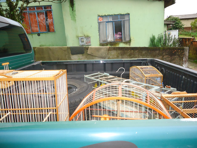 Aves em gaiolas são apreendidas na Serra