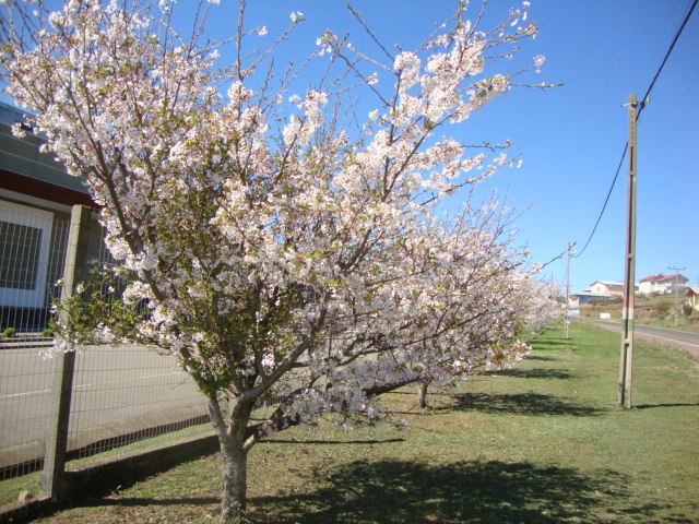 Colônia japonesa em SC comemora