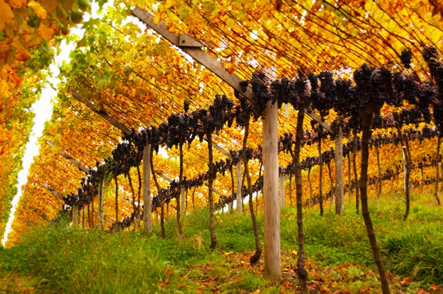 Vínho de SC em destaque