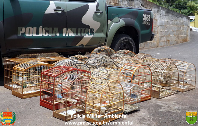 Apreensão de pássaros em SC
