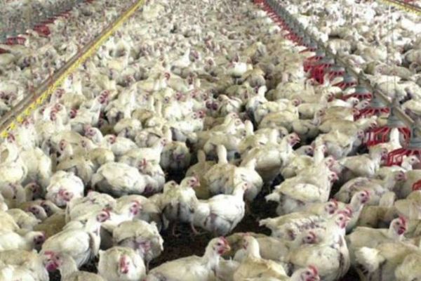 Brasil em alerta contra vírus da Influenza Aviária