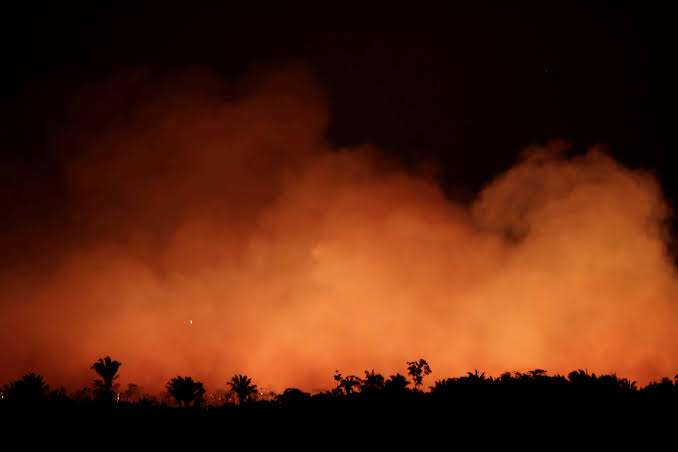 Amazônia agonizando. Florestas tombam em chamas ardentes e biodiversidade sendo destruída. O mundo implora combate às queimadas no Brasil