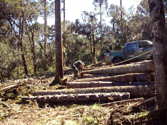 Devastaçao na Serra de SC