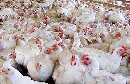 ACAV destaca em nota sobre decisão da Arábia Saudita em suspender aquisição de frangos do Brasil