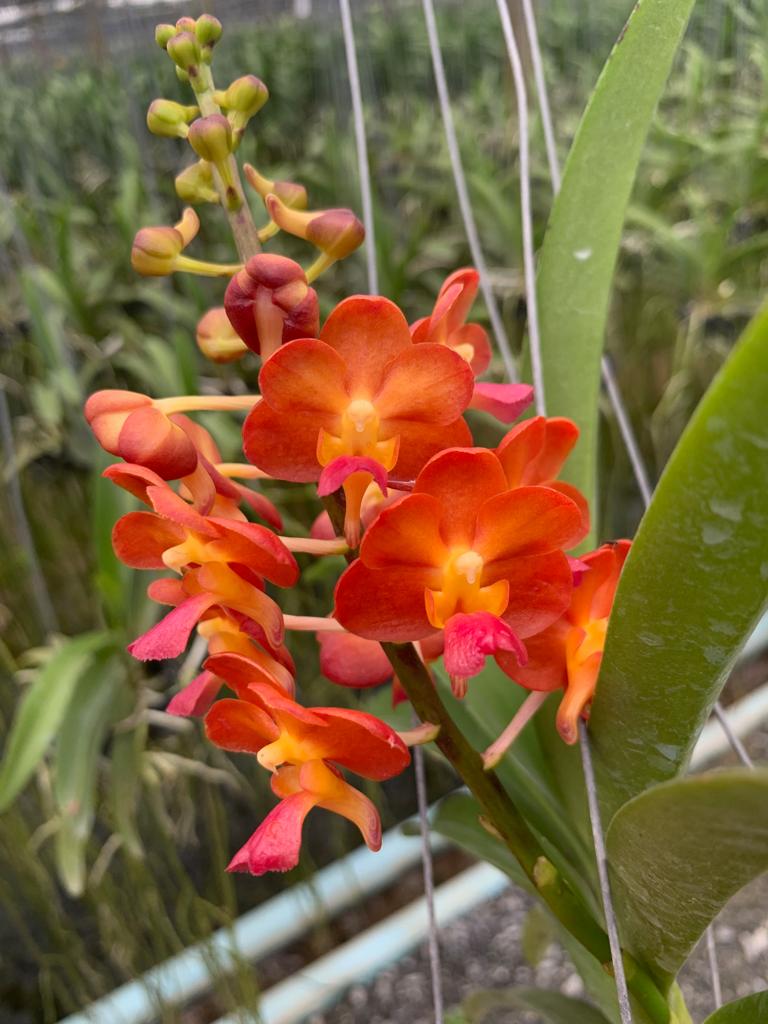  Plantas tailandesas na Exposição de Orquídeas em Chapecó SC)