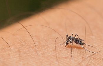 O perigo  do mosquito Aedes Aegypti nesta época do ano em Santa Catarina
