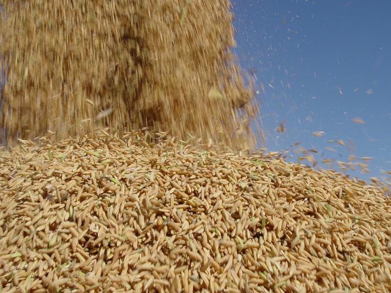Santa Catarina fatura US$ 24 milhões com exportação de arroz em 2018