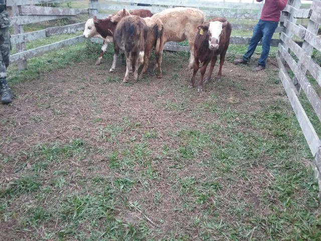 Roubalheira de gado preocupa produtores rurais da região serrana catarinense. Investigações da Polícia Militar Ambiental em ação