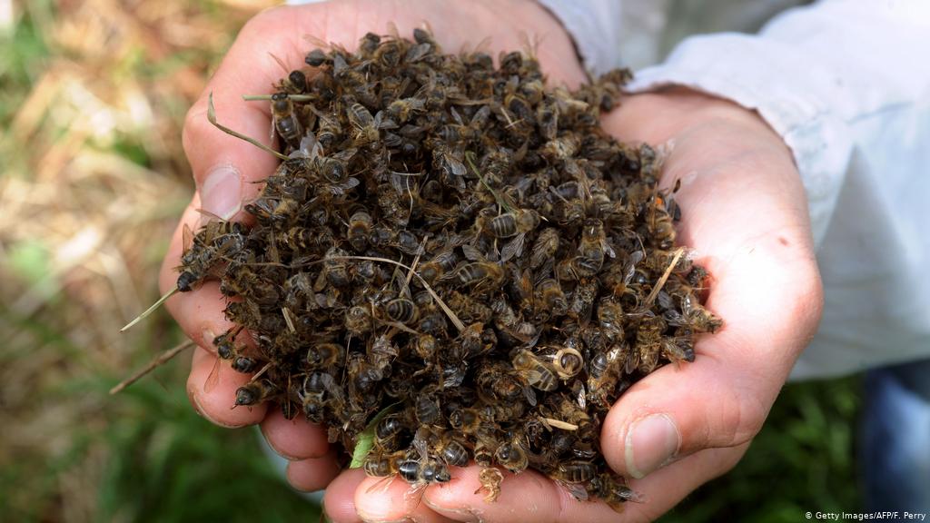 Mortandade de abelhas no Rio Grande do Sul exige rigor e controle ao uso de agrotóxicos. SC já proibiu o Fipronil